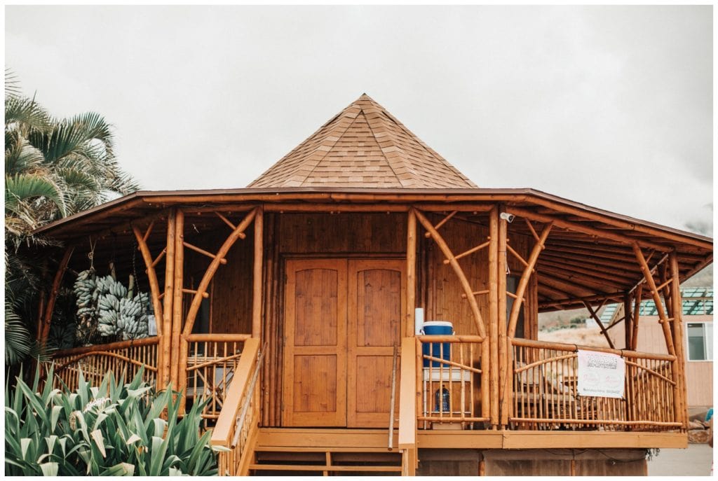 Maui Lahaina Dragon Fruit Farm Wedding couple getting married wedding day in Maui