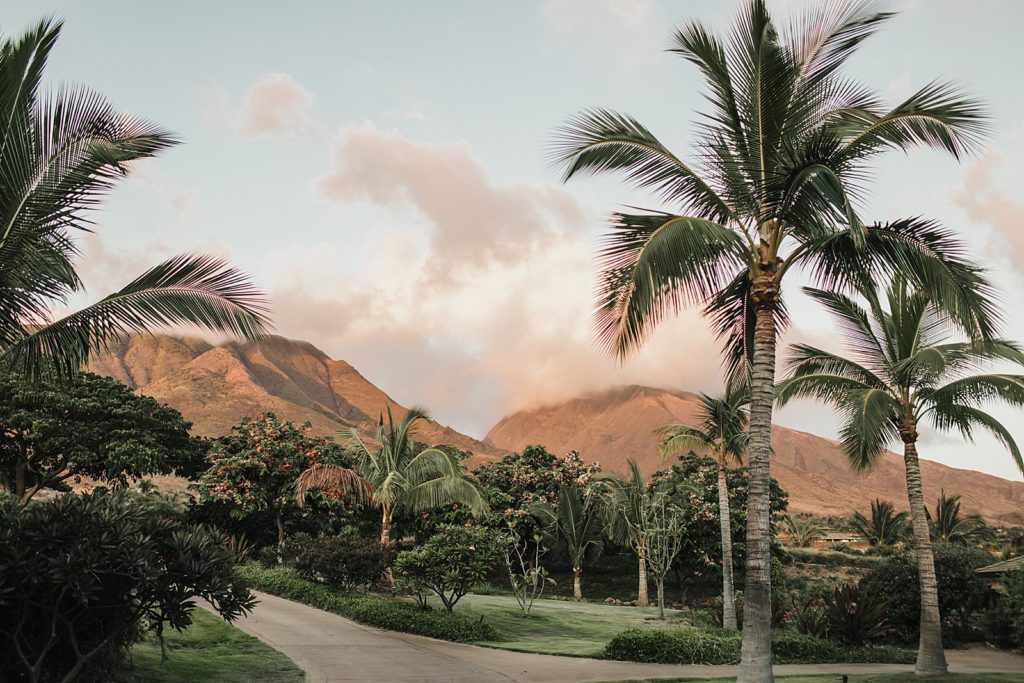 Detail shot of palm trees with smoky mountains in the distance
